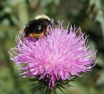 Imagem de Bombus bellicosus Smith 1879