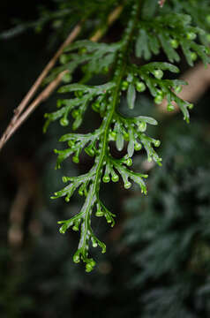 Plancia ëd Hymenophyllum caudiculatum var. productum (C. Presl) C. Chr.