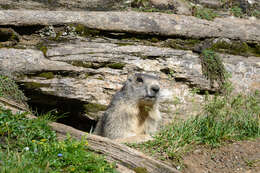 Imagem de Marmota marmota (Linnaeus 1758)