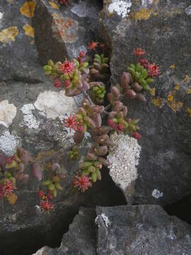 Image of Monanthes laxiflora (DC.) Bolle