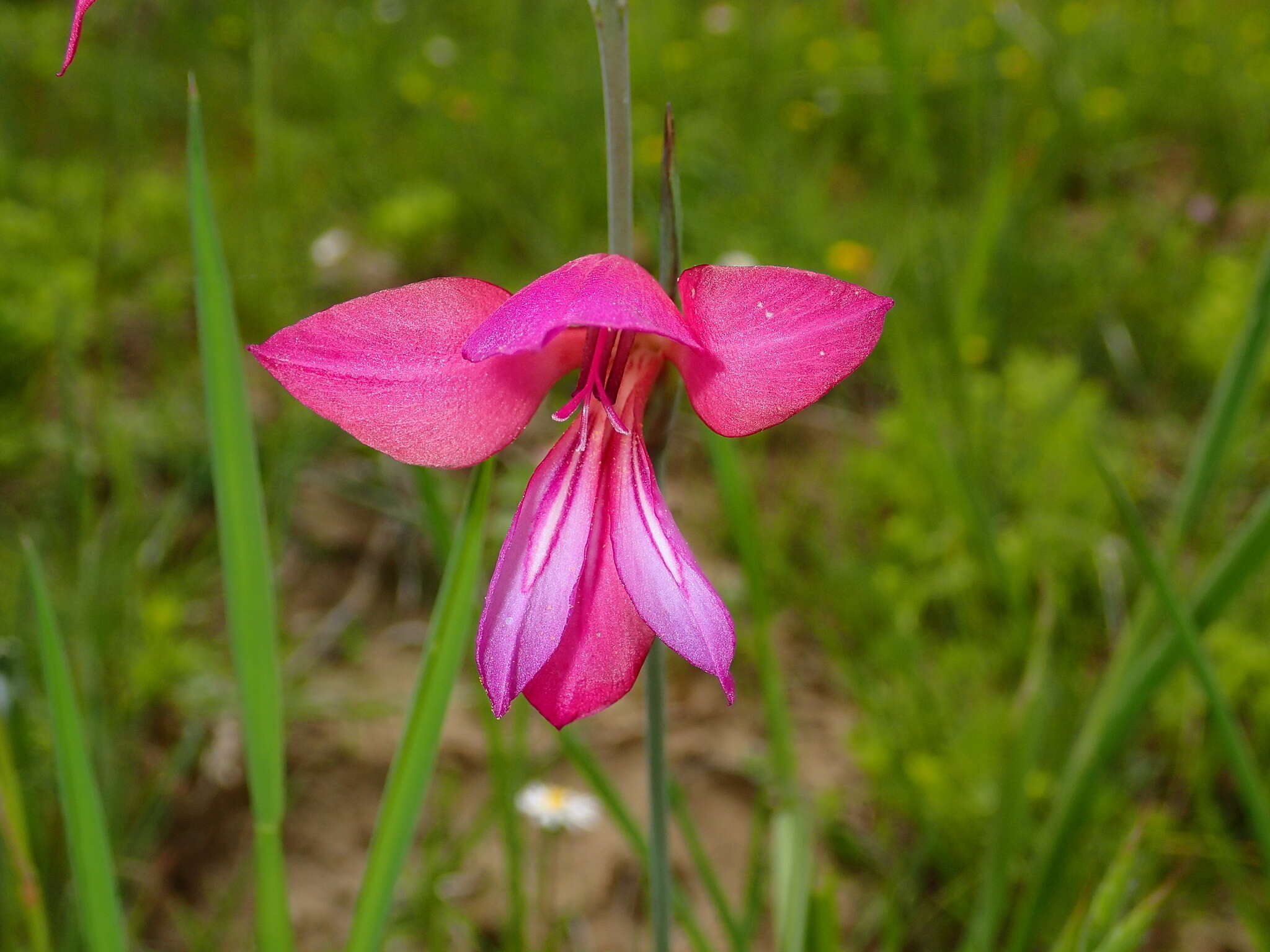 Image of Common Sword Lily