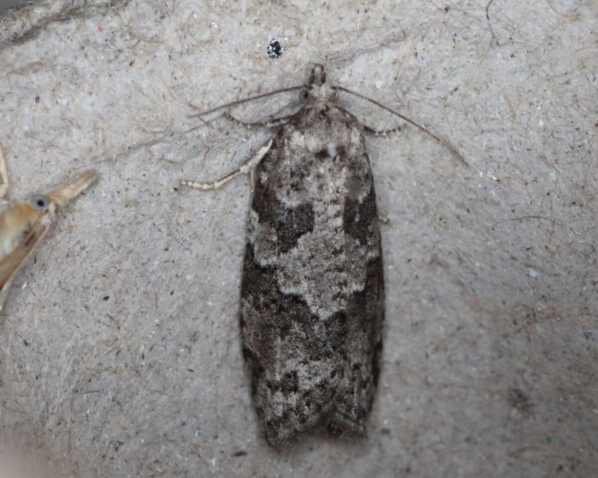 Слика од Cnephasia stephensiana Doubleday 1849