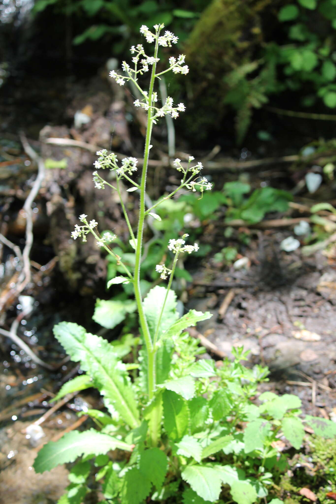 Image of Lettuce-Leaf Pseudosaxifrage