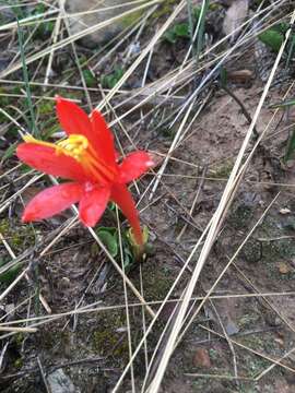 Image of Clinanthus humilis (Herb.) Meerow