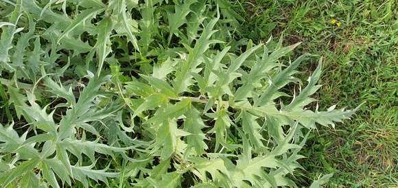 Image of Cynara cardunculus subsp. cardunculus