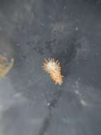 Antiopella barbarensis (J. G. Cooper 1863) resmi