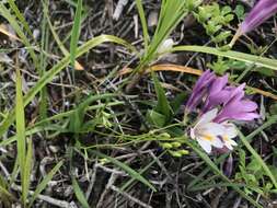 Freesia leichtlinii subsp. alba (G. L. Mey.) J. C. Manning & Goldblatt resmi