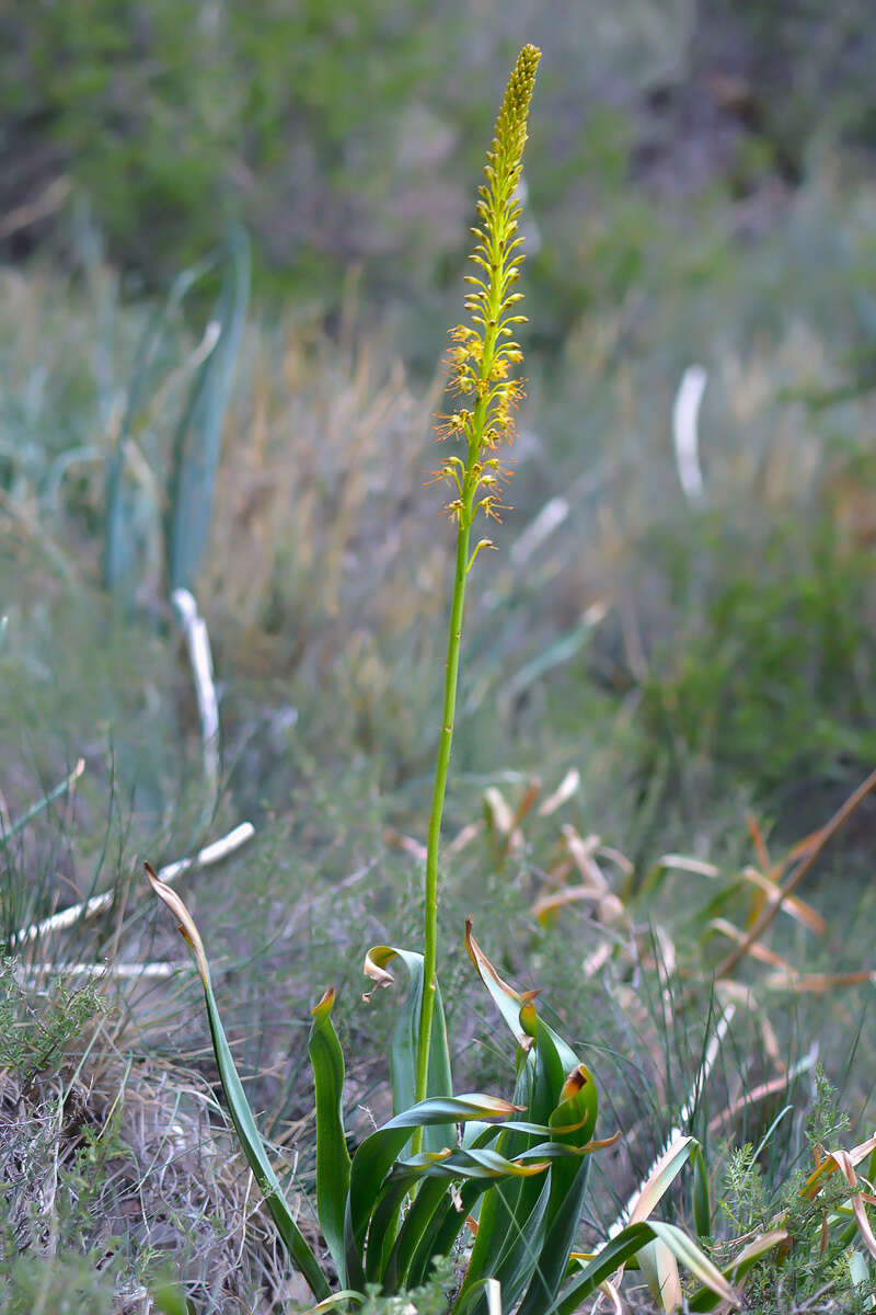 Image of Eremurus fuscus (O. Fedtsch.) Vved.