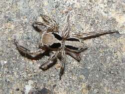 Image of Jumping spider