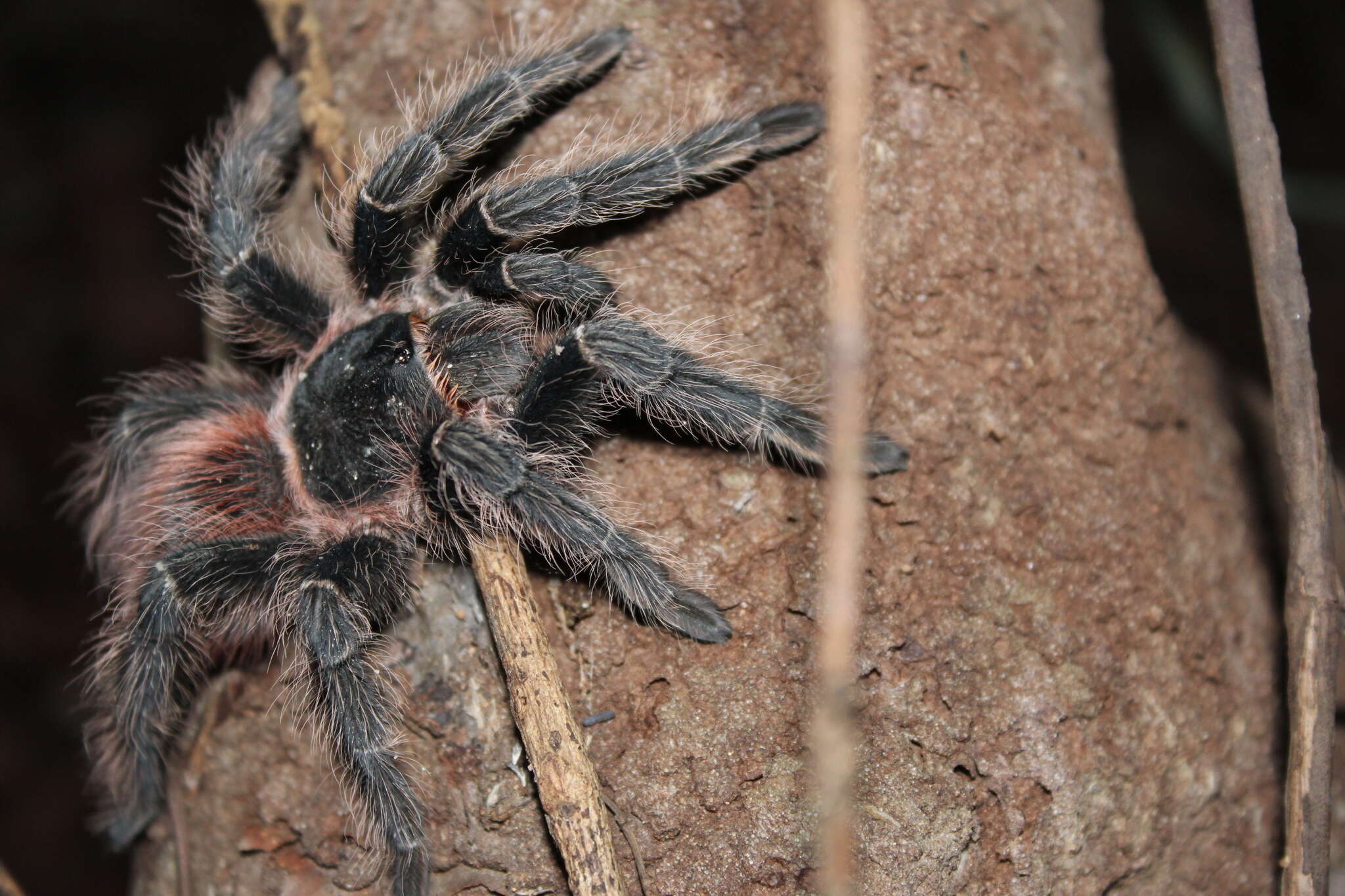 Image of Bahia Scarlet Tarantula