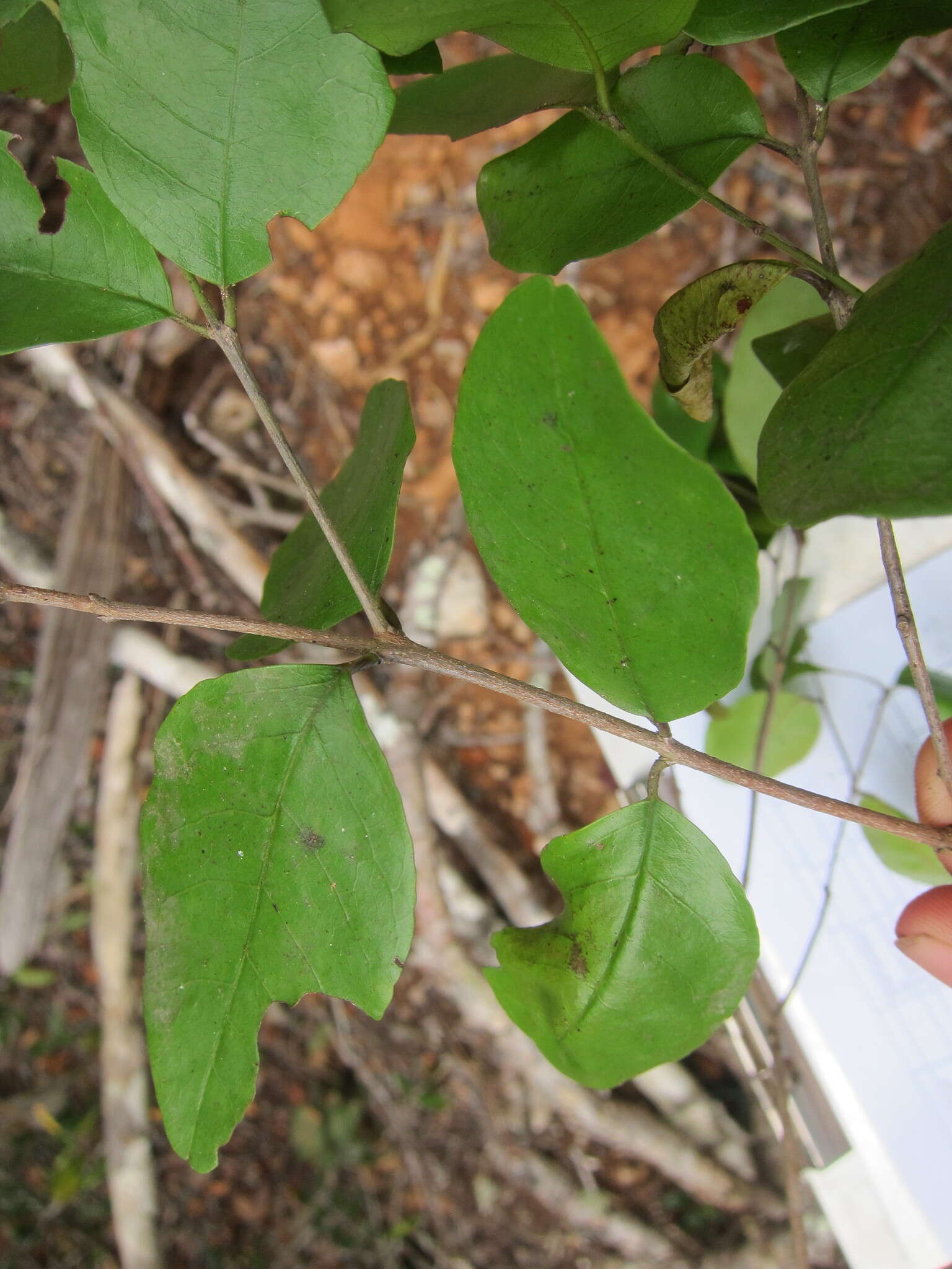 Image of krugiodendron