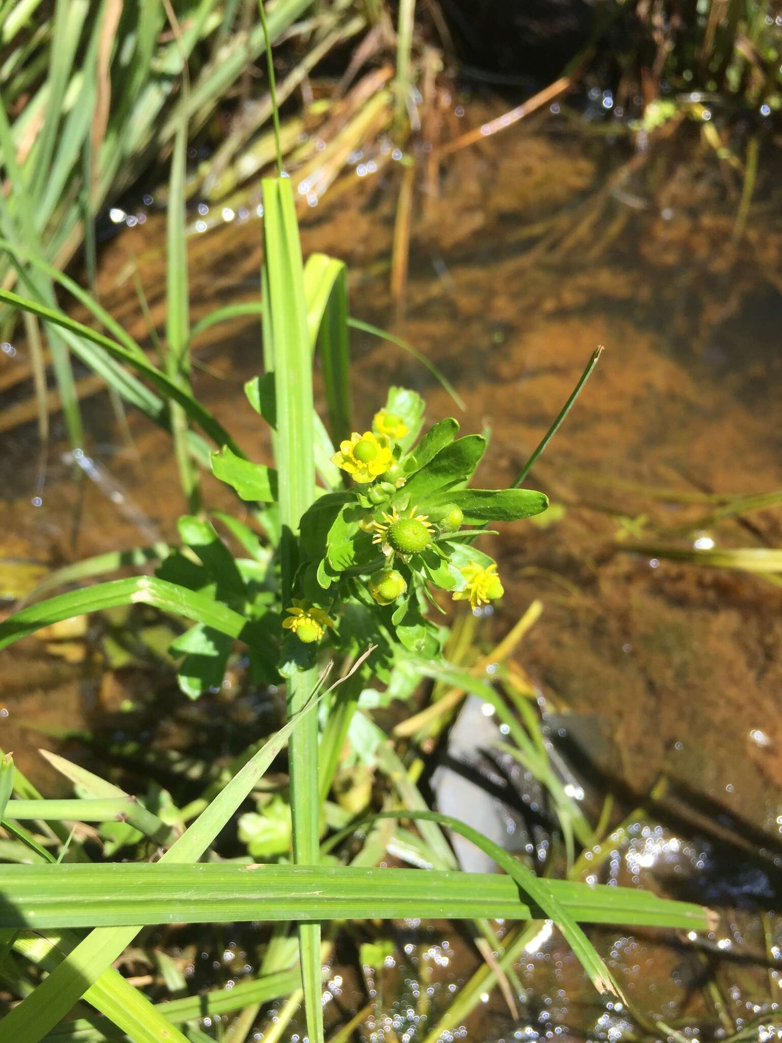 Image of cursed buttercup