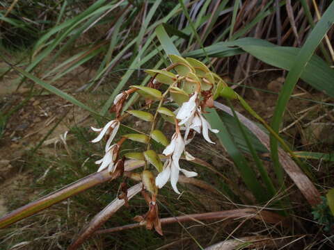 Image of Coelogyne papillosa Ridl.