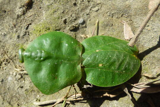 Слика од Choeradodis rhomboidea Stoll 1813