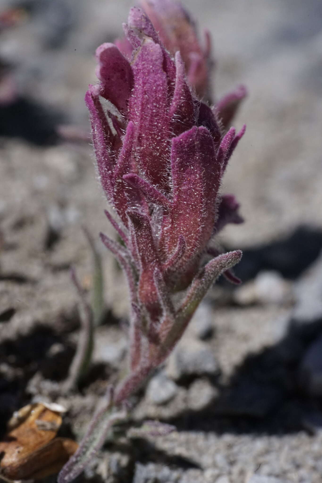 Image of little reddish Indian paintbrush