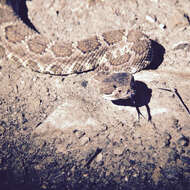 Image of Northern Pacific Rattlesnake