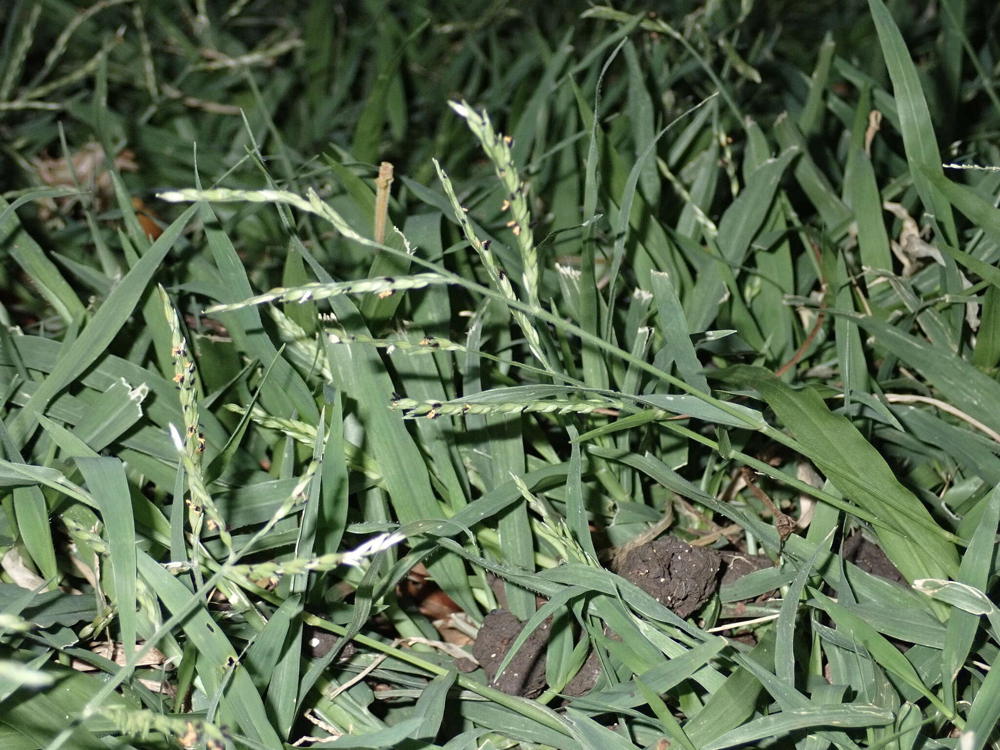 Image of Thurston grass