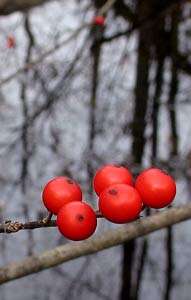 Image of Michigan holly