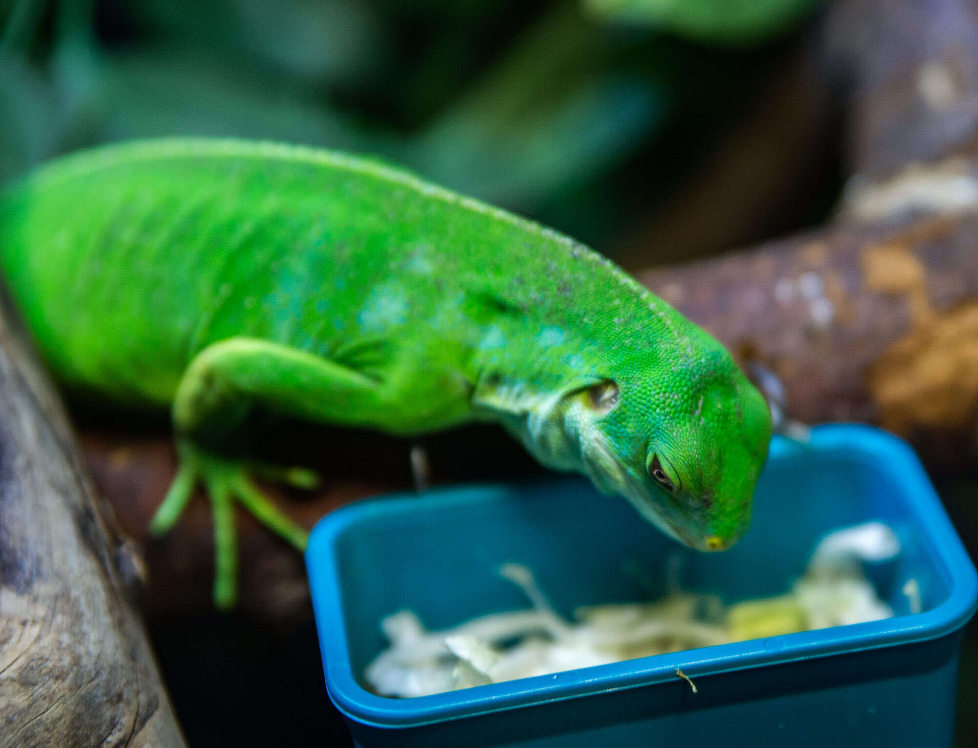 Image of Fiji iguanas