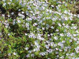 Imagem de Nemophila maculata Benth. ex Lindl.