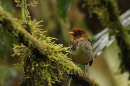 Image of Hooded Antpitta