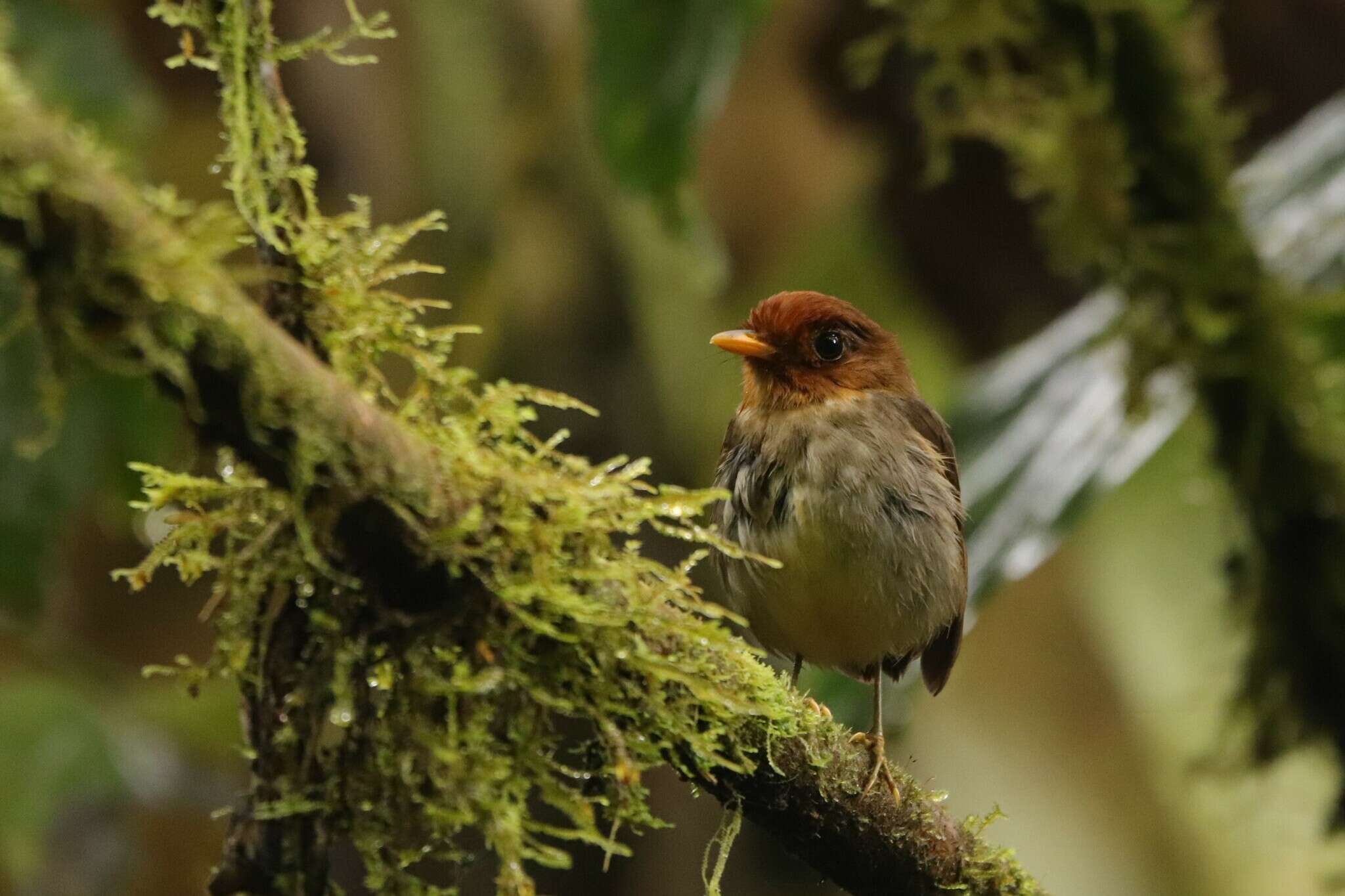 Image of Hooded Antpitta