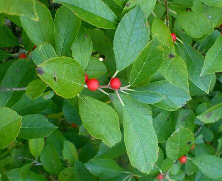 Image of Michigan holly