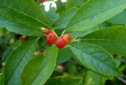 Image of Michigan holly