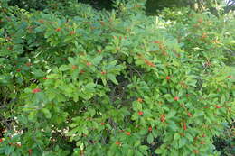 Image of Michigan holly