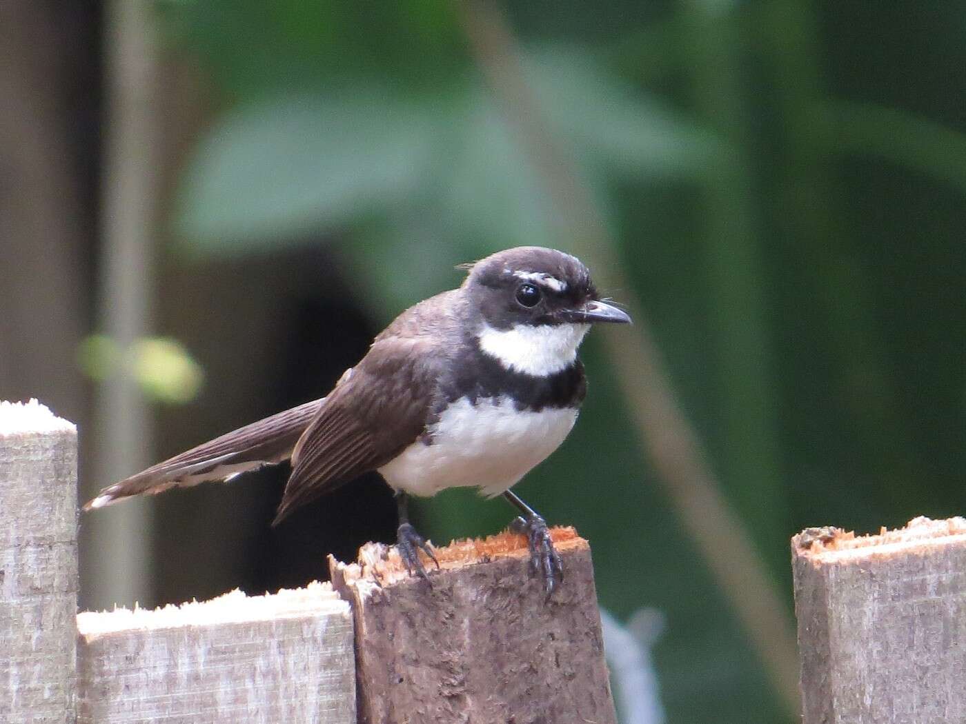 Image of Philippine Pied Fantail