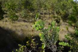 Image of Santo Domingo false willow