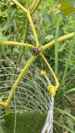 Image of Phidippus californicus Peckham & Peckham 1901