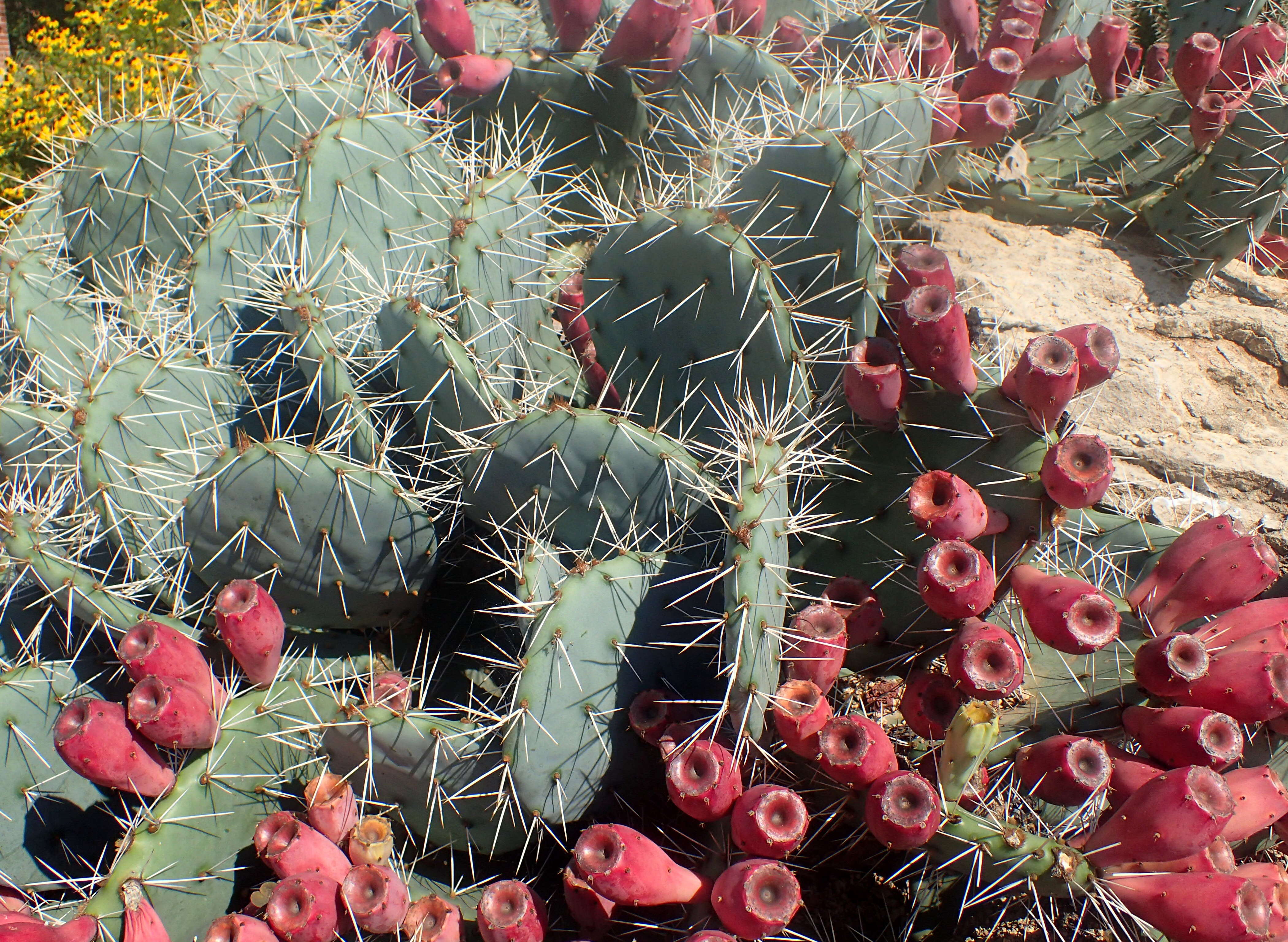 Image of Brownspine Pricklypear