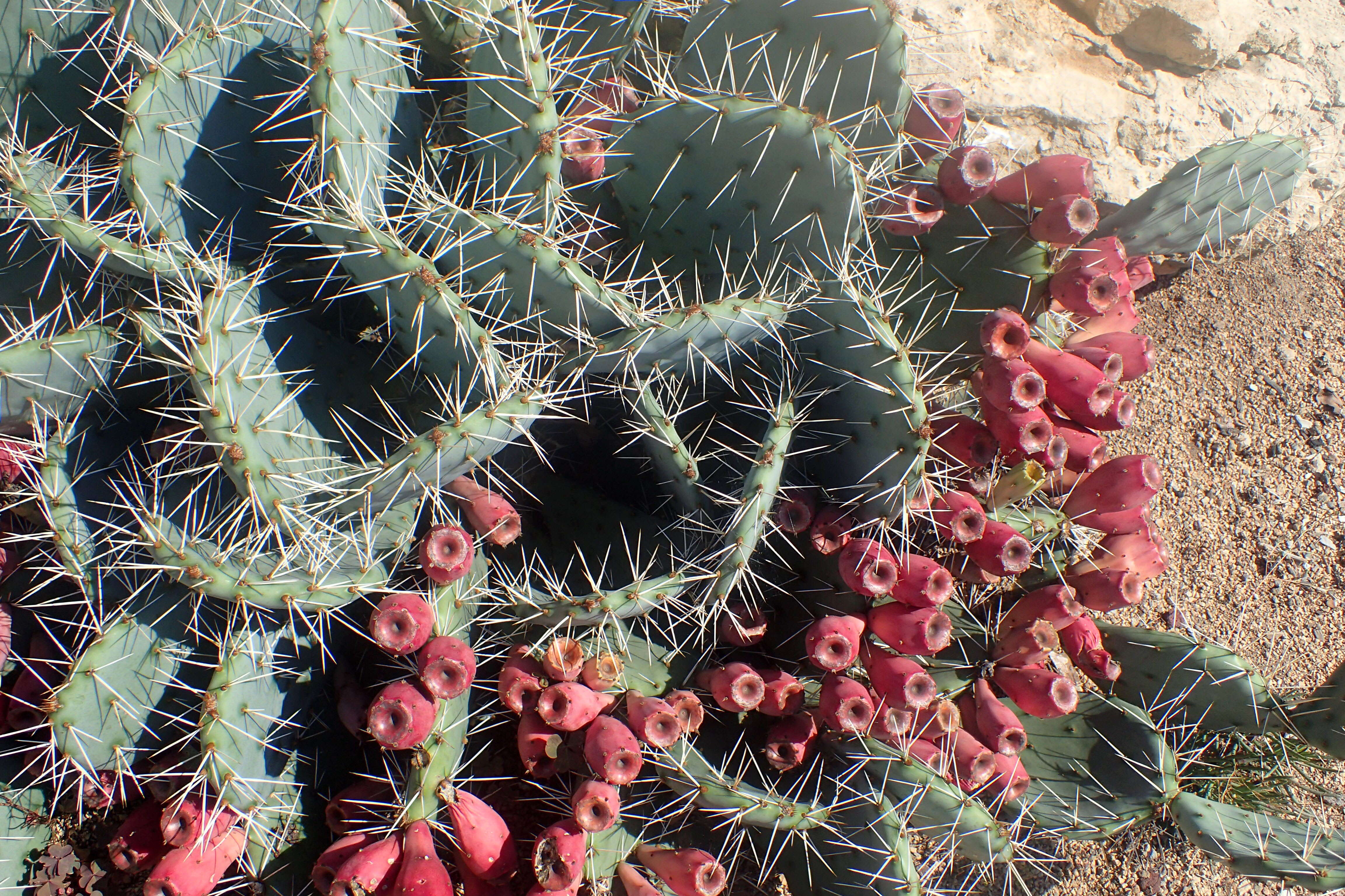 Image of Brownspine Pricklypear