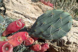 Image of Brownspine Pricklypear