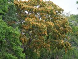 Image of Pterocarpus violaceus Vogel