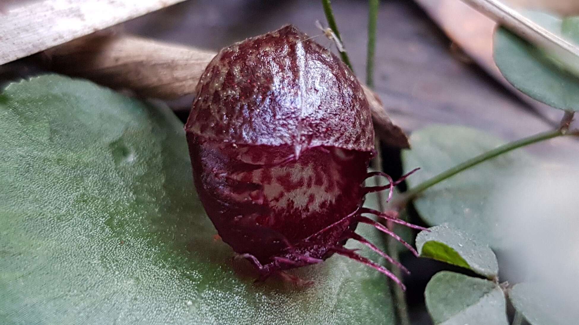 Image of Fringed helmet orchid