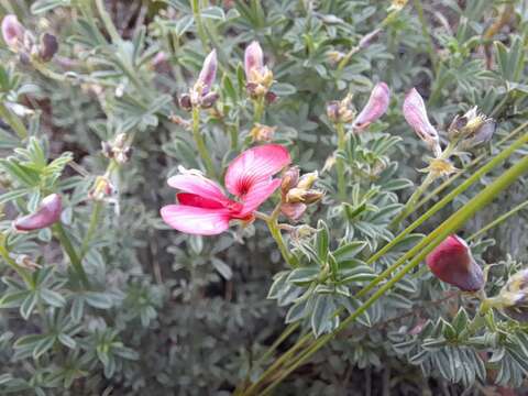 Plancia ëd Indigofera glaucescens Eckl. & Zeyh.