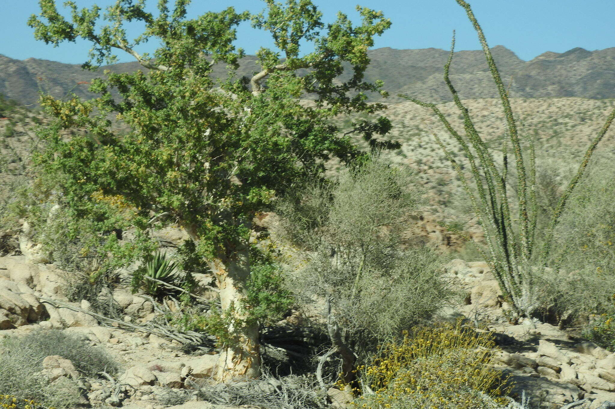 Image of elephant tree