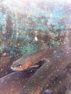 Image of Rainbow Trout