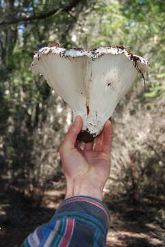 Image of Russula brevipes Peck 1890