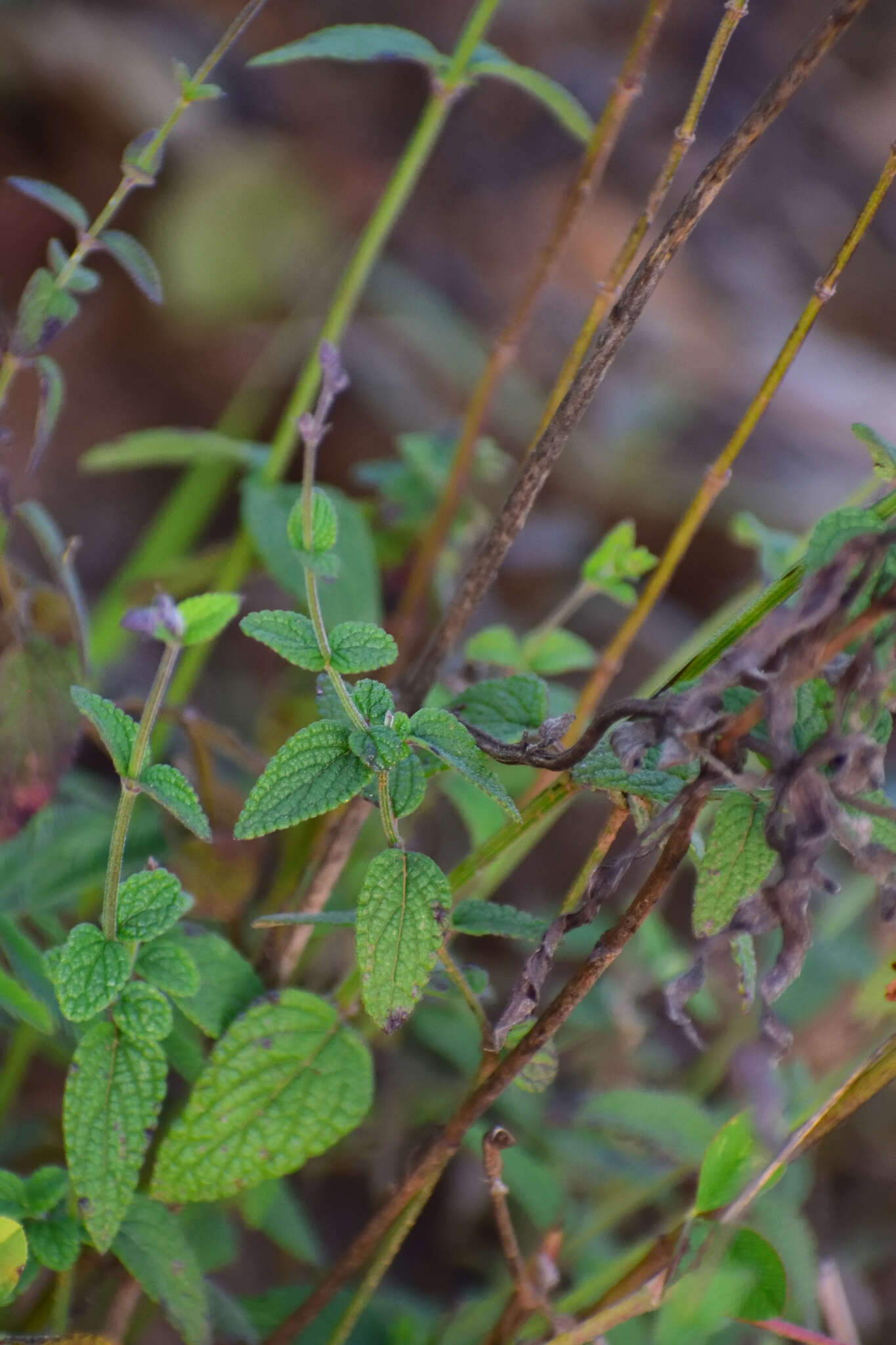 Image of Salvia ramamoorthyana Espejo