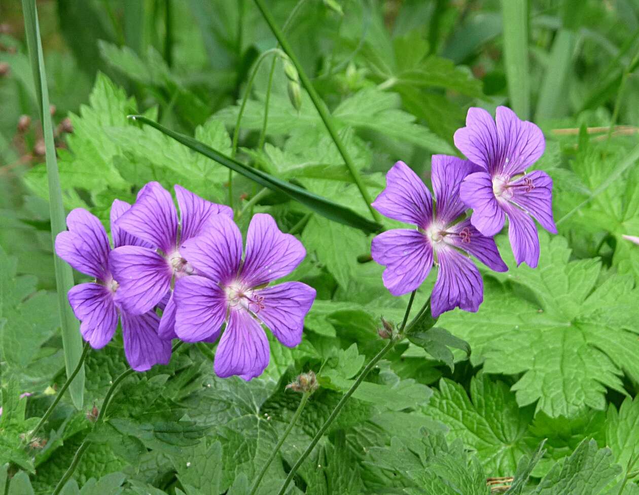 Image of Geranium × magnificum