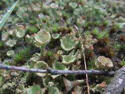 Image of Mealy Pixie-cup Lichen