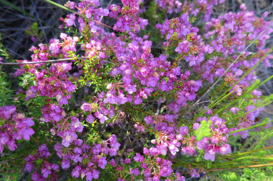 Image of Erica cubica var. cubica