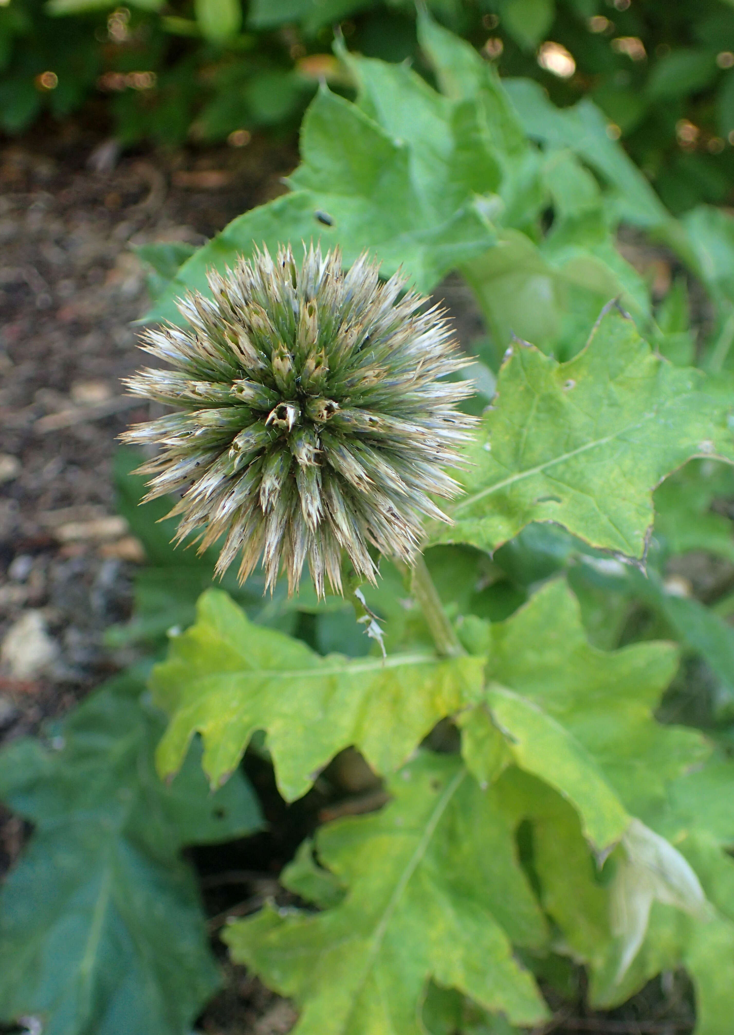 Image of Echinops bannaticus Rochel ex Schrad.