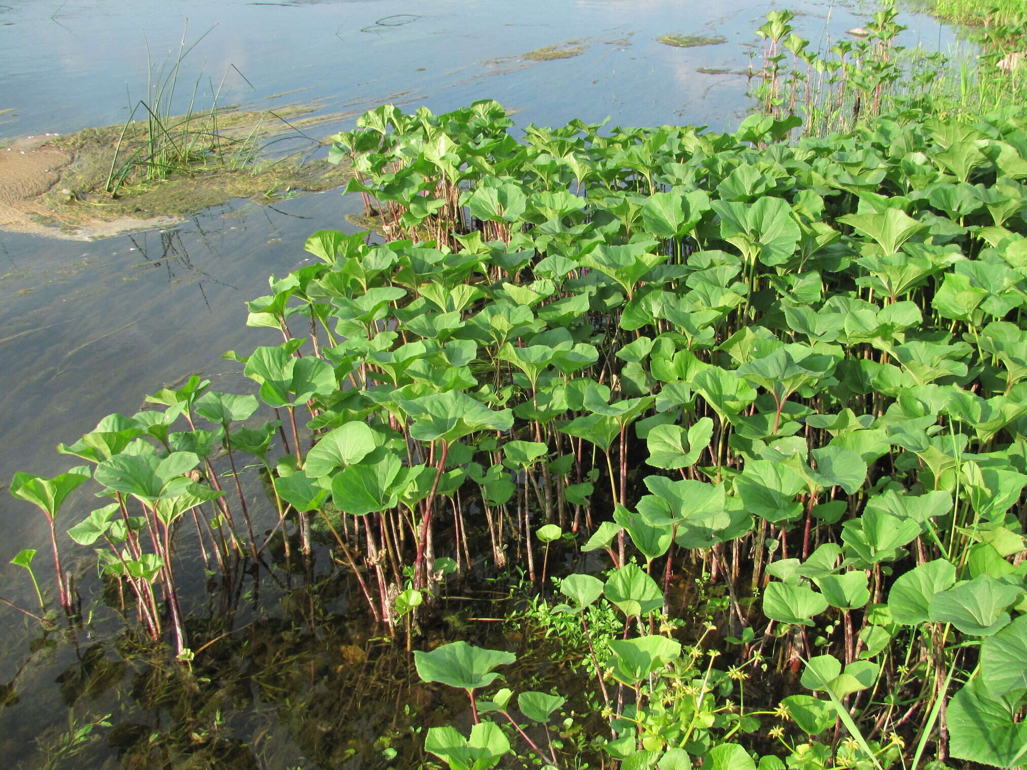 Image of Petasites radiatus (Gmel.) J. Toman