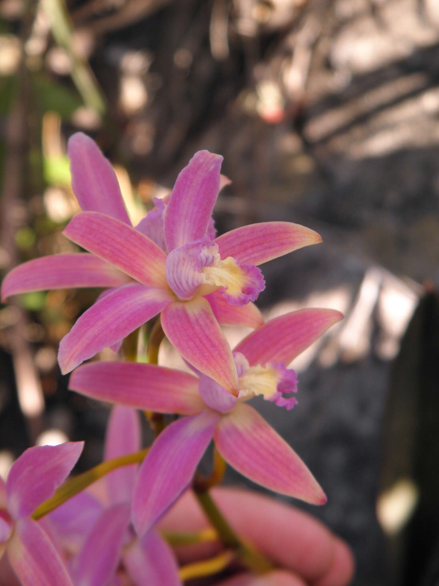 Image of Cattleya rupestris (Lindl.) Van den Berg