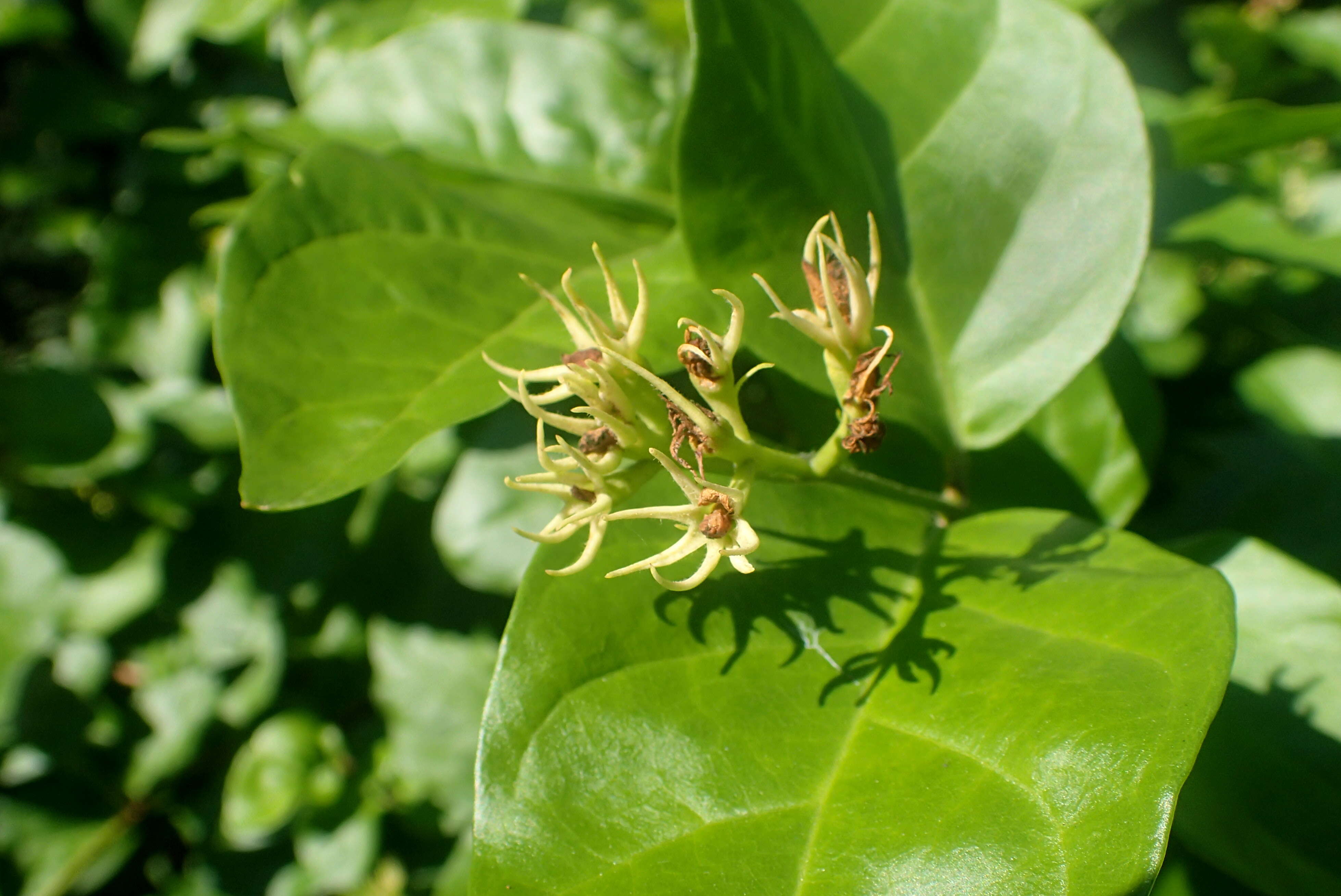 Image of Arabian jasmine