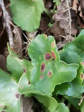 Image de Puccinia umbilici Guépin 1830